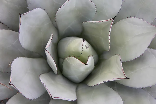 stock image Cactus