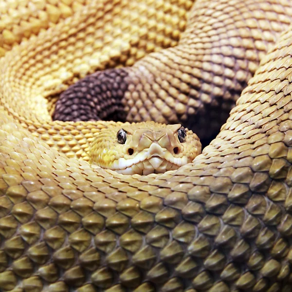 stock image Snake