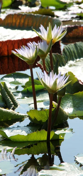 Water lily in pond — Stock Photo, Image