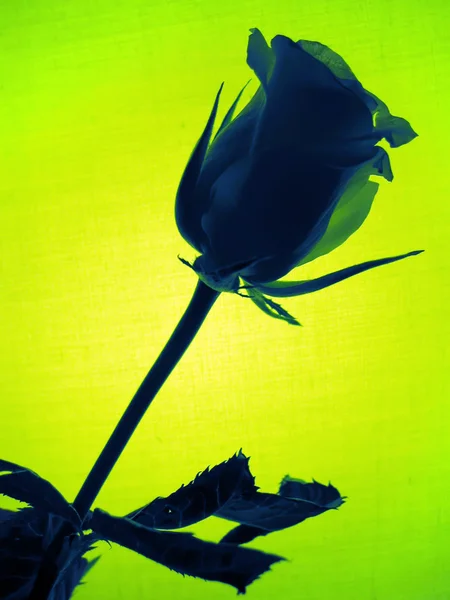 Зеленая роза — стоковое фото
