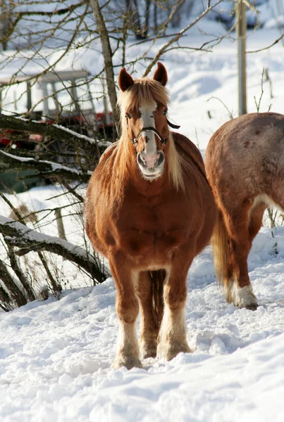 Stock image Winter Horses