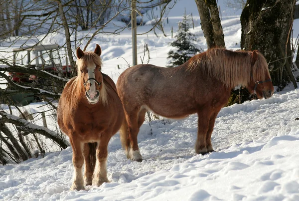 stock image Winter Horses