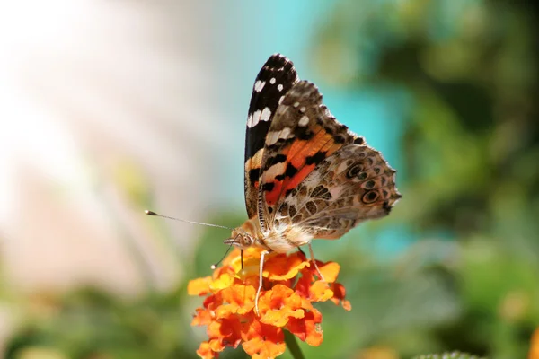 stock image Butterfly