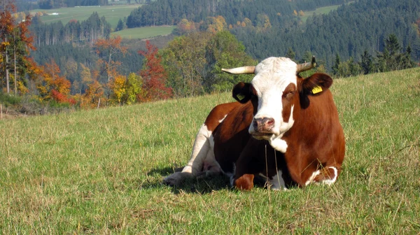 A vaca — Fotografia de Stock