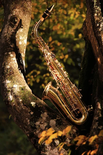 Vieux saxophone grognant — Photo