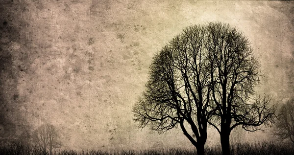 Старые деревья — стоковое фото