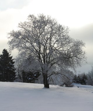 soğuk kış