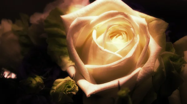 The Rose — Stock Photo, Image