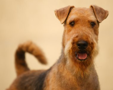 Yetişkin airedale terrier bir noktaya ayarla