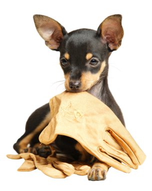 Puppy Russian toy terrier lying with gloves clipart