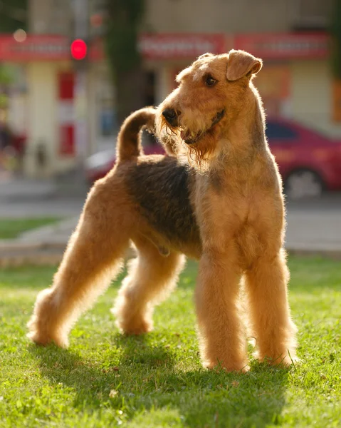 Erwachsener Airedale Terrier auf einen Punkt im Freien auf einem grünen Gesetz gesetzt Stockbild