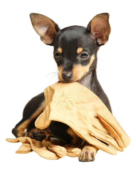 Valp rysk toy terrier liggande med handskar Stockfoto