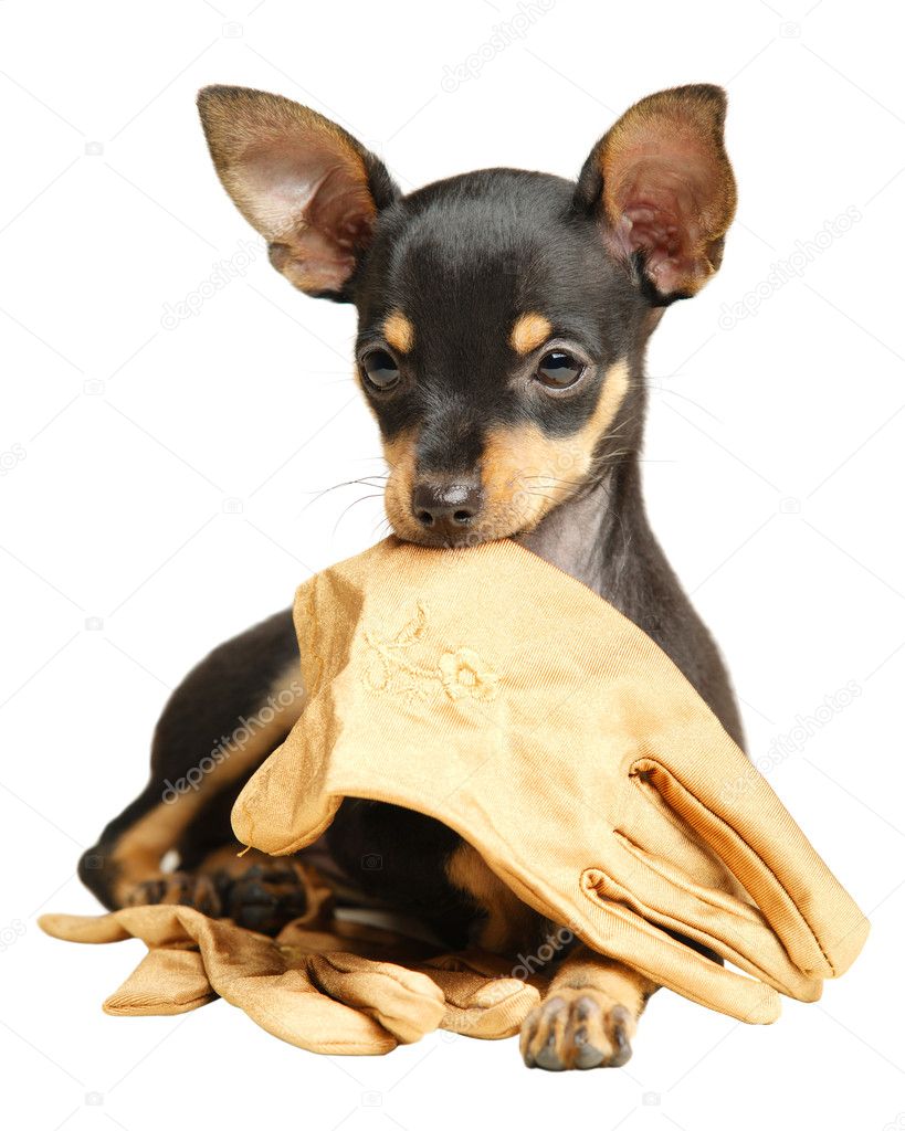 Puppy Russian toy terrier lying with gloves