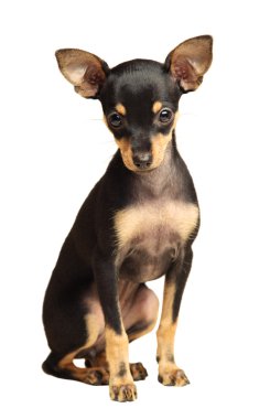 Puppy Russkiy toy terrier sitting clipart