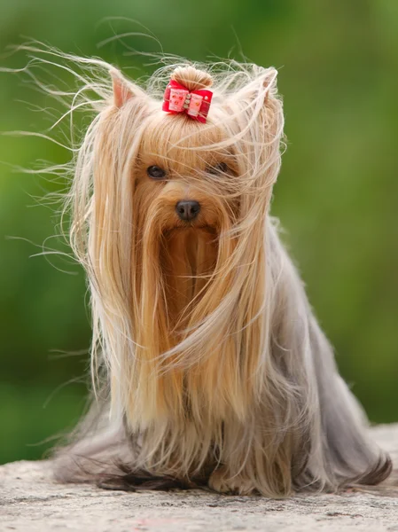 Yorkshire Terrier sitzt Stockfoto