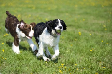 Two dogs playing chase clipart