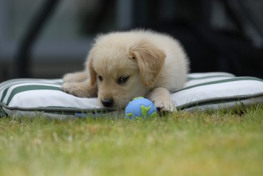 Puppy stares at Earth shaped ball clipart