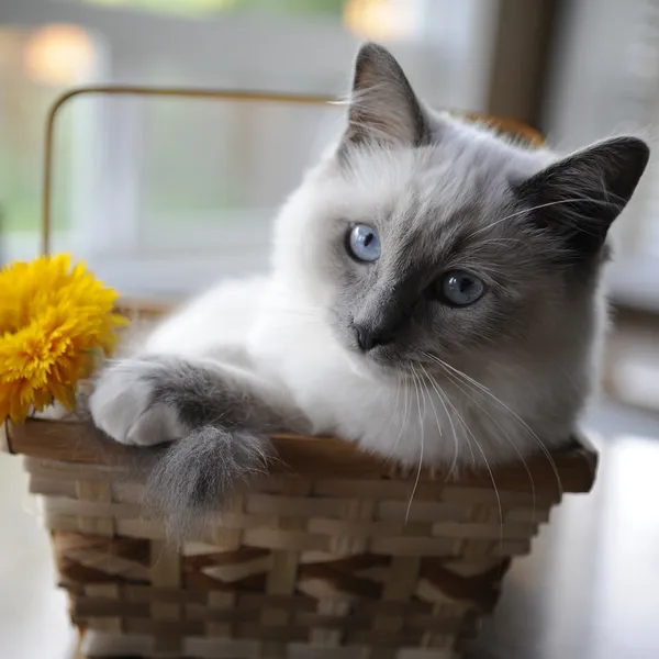 Кошка в корзине смотрит в камеру — стоковое фото