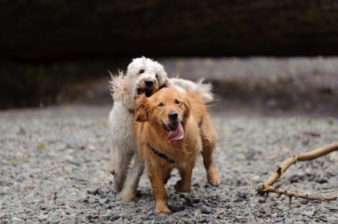 Two dogs run towards camera clipart