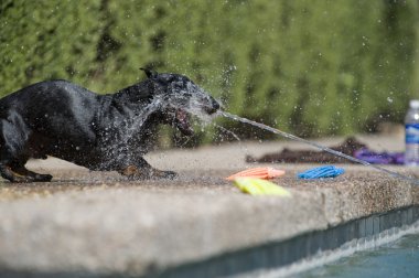 daschund su tabancası kabuk