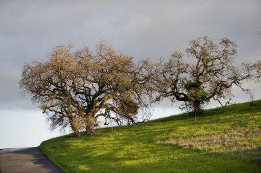 Oak trees at sunset clipart