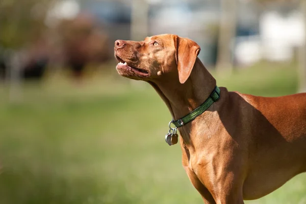 Vizsla hond ziet er naar de hemel — Stockfoto