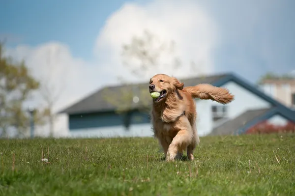 Golden Retriever бегает с теннисным мячом — стоковое фото