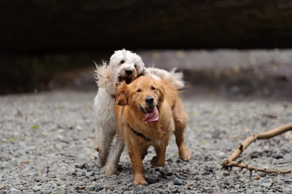 Δύο σκυλιά τρέχουν προς τη φωτογραφική μηχανή — Φωτογραφία Αρχείου