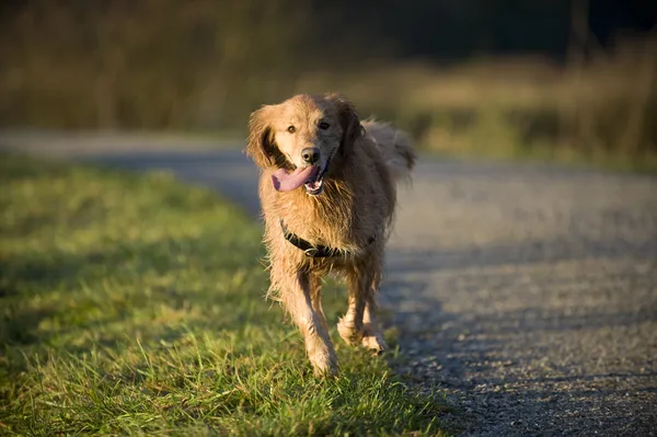 Собака біжить до камери з висячим язиком — стокове фото