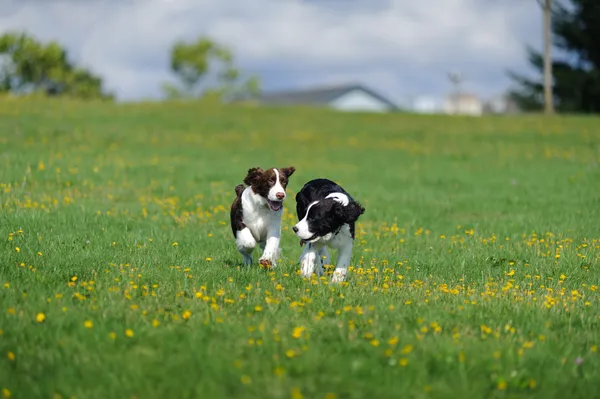 Springer Spaniel cachorros jugar en un campo —  Fotos de Stock