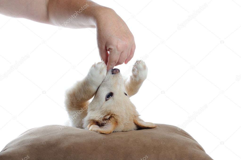 Puppy plays with persons hand