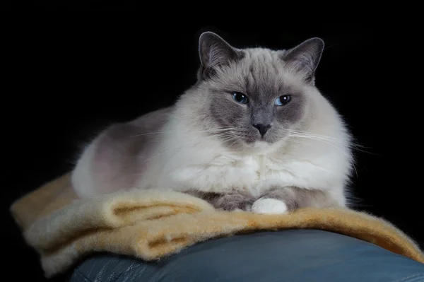 Ragdoll Cat sitzt auf einer Decke — Stockfoto