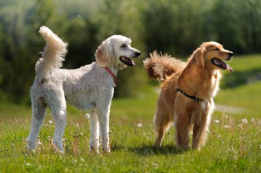 Two dogs stand in a field clipart