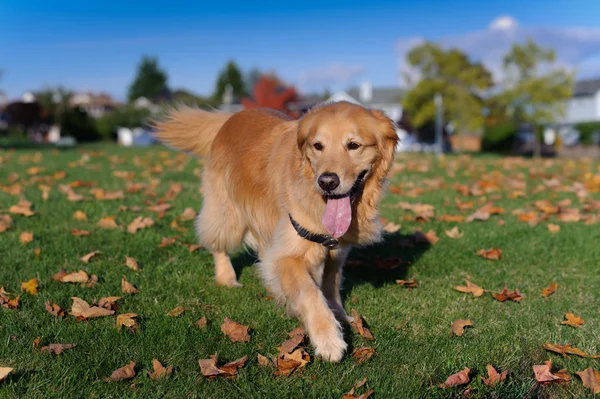 Złoty pies myśliwski idzie w kierunku kamery — Zdjęcie stockowe