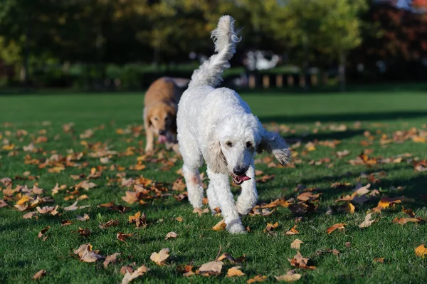 Kameraya doğru beyaz köpek yürüyüş — Stok fotoğraf