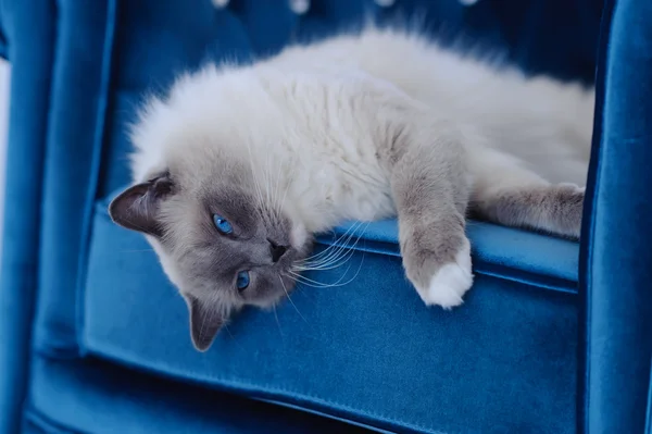 Gato con ojos azules se encuentra en silla azul — Foto de Stock
