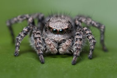 Jumping Spider clipart