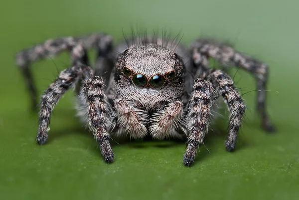 stock image Jumping Spider