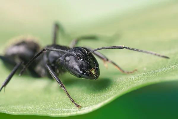 stock image Black ant portrait