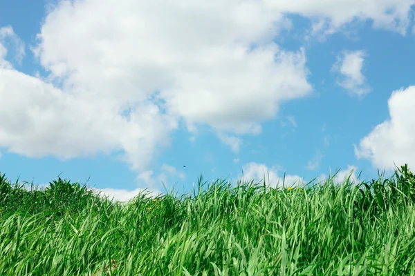 Sky och gräs — Stockfoto