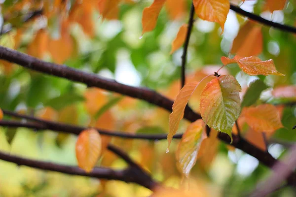 Linden foliage in autumn — Stock Photo, Image