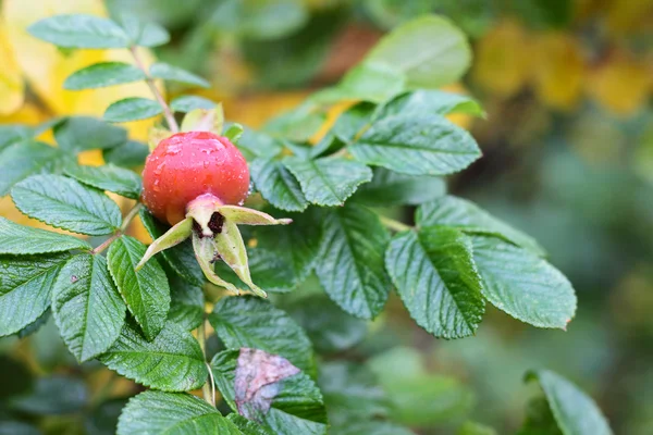 stock image Briar close-up