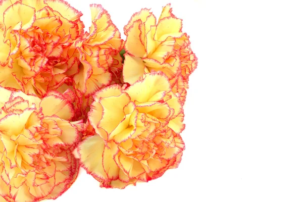 Multicolored carnations — Stock Photo, Image