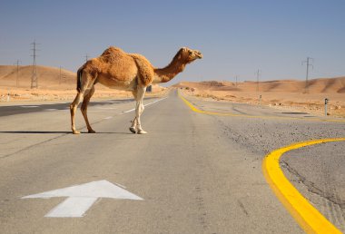 Camel walking. clipart