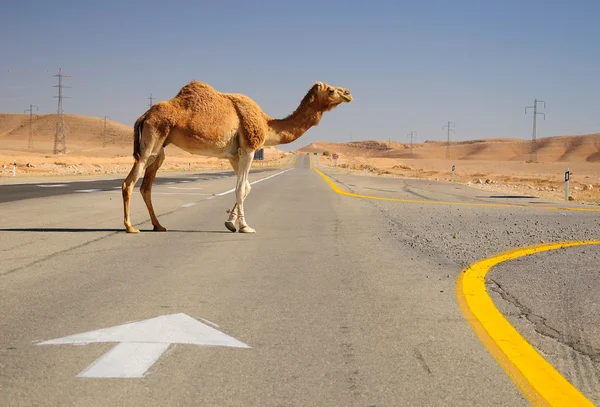 Camello caminando . —  Fotos de Stock