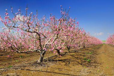 Almond trees. clipart