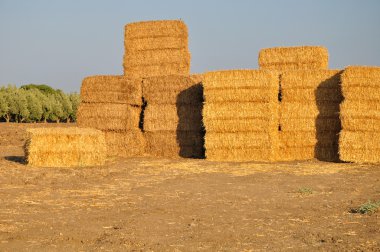 hayricks kazık.