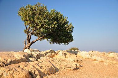 Carob tree. clipart