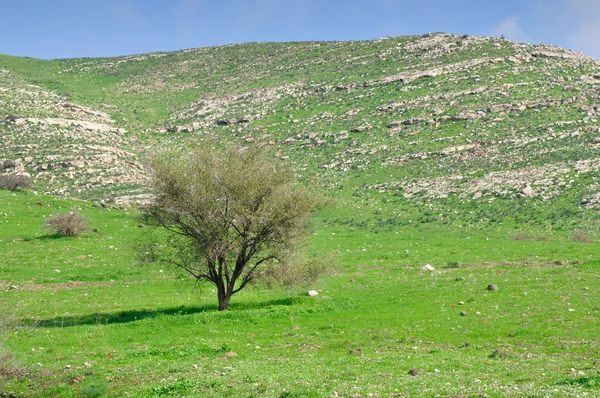 Wzgórza Golan. — Zdjęcie stockowe