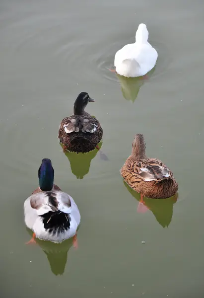 stock image Ducks flock.